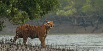 A Bengal tiger in the Sundarbans - An Explorer's Guide to the Sundarbans