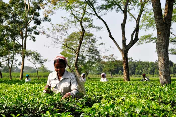 women plucking tea leaves in Assam tea plantation - Explore the Tea Estates of Darjeeling and Assam 1