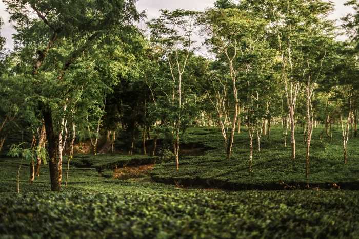 Assam tea plantation - Explore the Tea Estates of Darjeeling and Assam 2