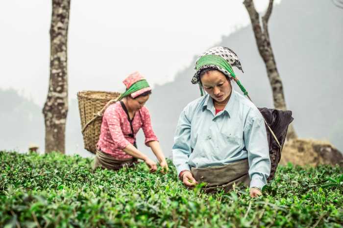 women plucking tea leaves in Darjeeling tea plantation - Explore the Tea Estates of Darjeeling and Assam 2