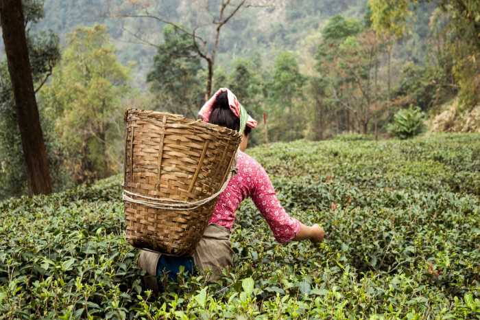 women plucking tea leaves in Darjeeling tea plantation. Darjeeling - Explore the Tea Estates of Darjeeling and Assam 3