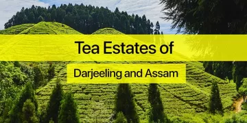 Darjeeling tea plantation - Explore the Tea Estates of Darjeeling and Assam