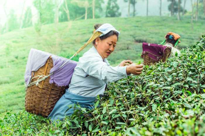 women plucking tea leaves in Darjeeling tea plantation. Darjeeling - Explore the Tea Estates of Darjeeling and Assam 4