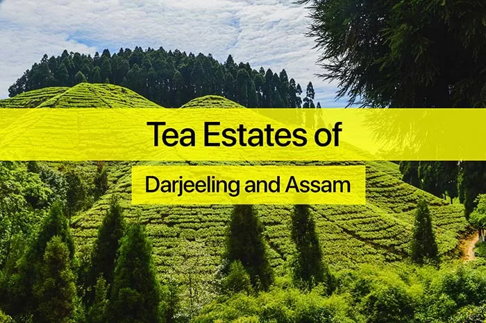 Darjeeling tea plantation - Explore the Tea Estates of Darjeeling and Assam