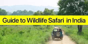 People enjoying Wildlife Safari ride. A Detailed Guide to Wildlife Safari in National Parks in India 3