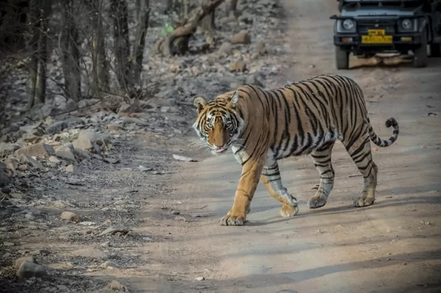 Tiger Crossing the road in front of the Safari Jeaps. A Detailed Guide to Wildlife Safari in National Parks in India 2