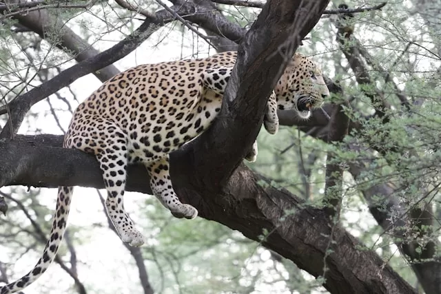 a leopard sitting on a tree branch in a forest. A Detailed Guide to Wildlife Safari in National Parks in India 2