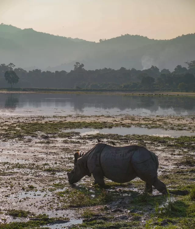 a rhinoceros standing in a muddy field next to a body of water. A Detailed Guide to Wildlife Safari in National Parks in India 2