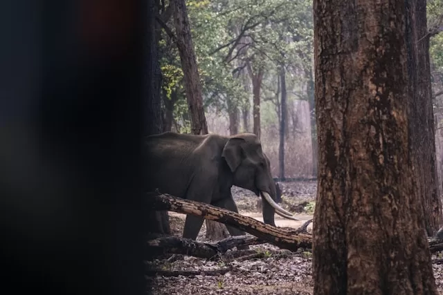 an elephant walking through a forest with trees. A Detailed Guide to Wildlife Safari in National Parks in India 2