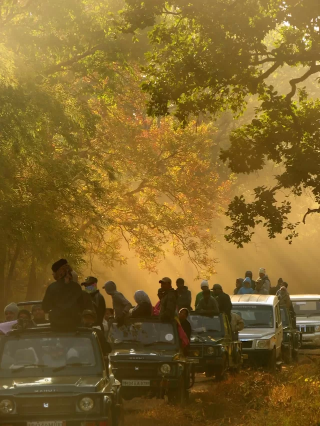people on cars beside trees. A Detailed Guide to Wildlife Safari in National Parks in India 2