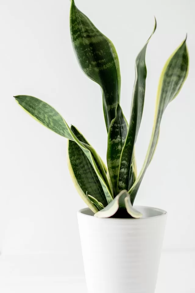 8 Indoor Plants for AirConditioned Rooms Top Picks & Care Tips
