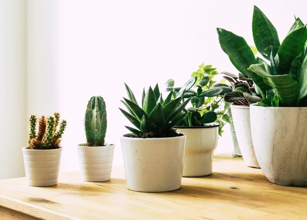 8 Indoor Plants for AirConditioned Rooms Top Picks & Care Tips
