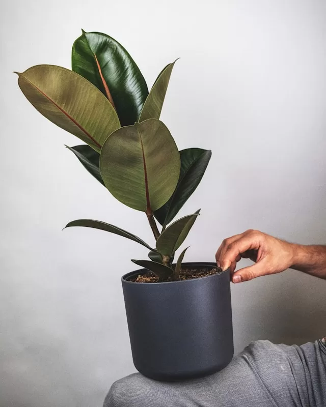8 Indoor Plants for AirConditioned Rooms Top Picks & Care Tips