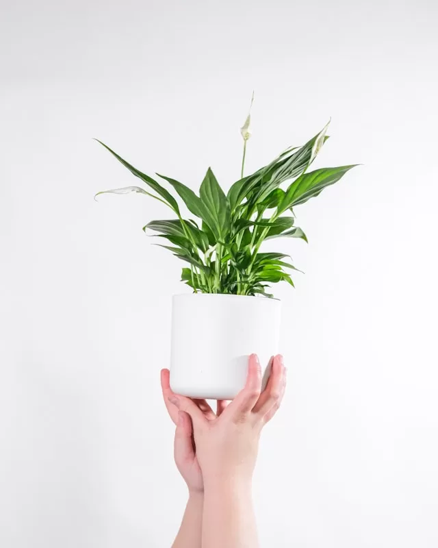 8 Indoor Plants for AirConditioned Rooms Top Picks & Care Tips